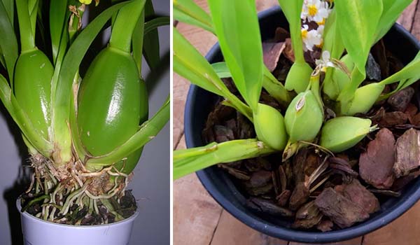 oncidium orchid care