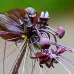 Bat Flower Tacca Chantrieri: Care, Propagation, Facts, Guide