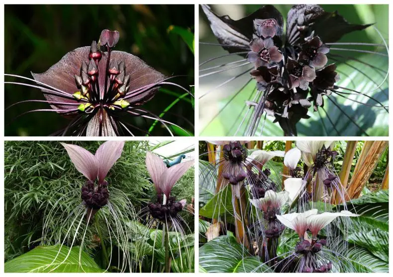 bat flower tacca chantrieri look like