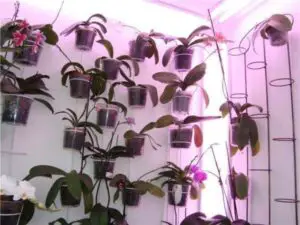 What are Best Grow Lights For Orchids to Use at Home (Guide)