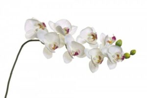 best place to buy orchids online