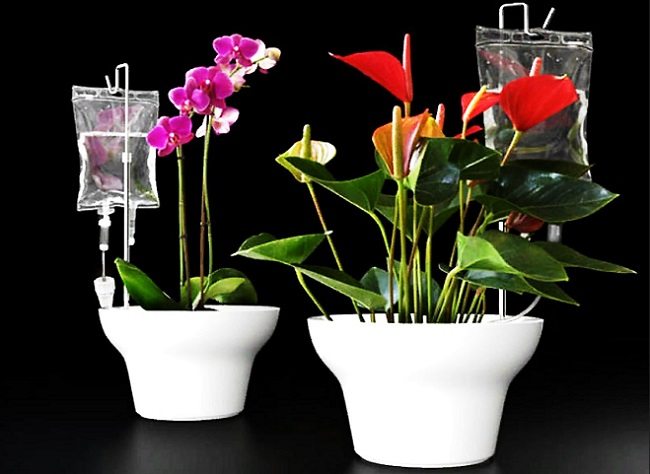 diy homede self watering pots for orchids at home