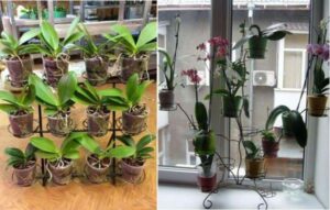 Diy orchid stands at Home (Best Easy Ideas)