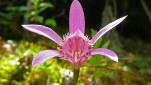 peacock orchid