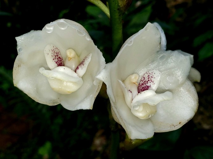 peristeria elata dove orchid look like