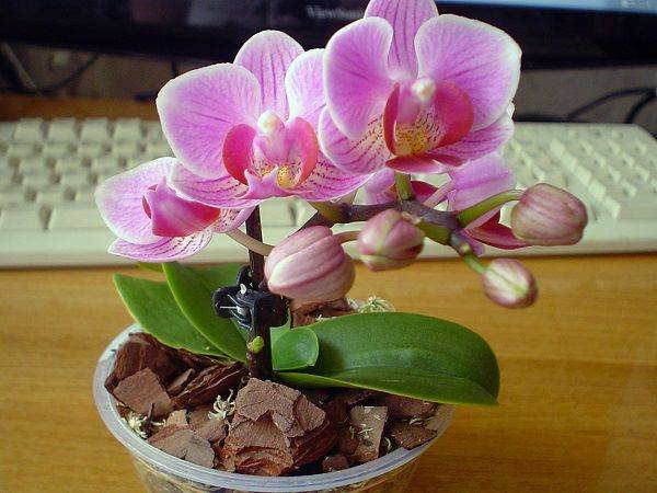 pink miniature orchid