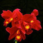 Red Orchid Flower: Varieties, (Cattleya, Vanda, Cymbidium)
