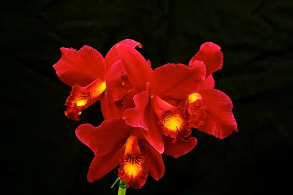 red orchid flower