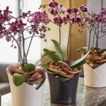 self watering pots for orchids