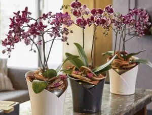 Self Watering Pots For Orchids: Pros, Cons, 5 Best Options