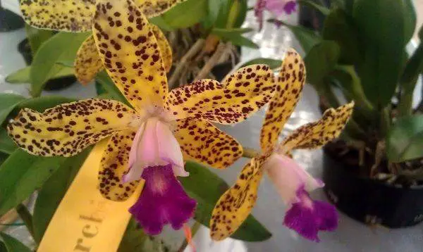sophrolaeliocattleya is orange cattleya orchid