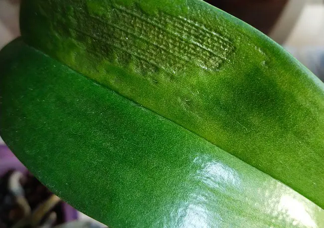 sunburn on orchid leaves