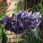 Vanda Orchid Flower: Varieties, Care, Propagation Guide