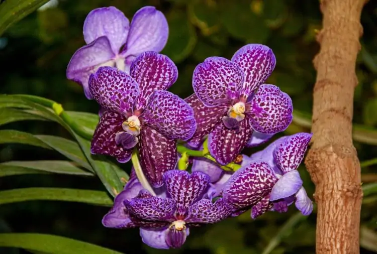 vanda orchid photos