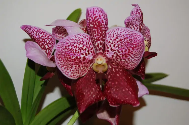 waling waling orchid vanda sanderiana