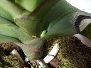 What Is An Orchid Spike? What it looks like, How it Appears