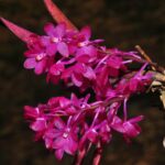 Ascocentrum Ampullaceum Plant: Care, Habitat, Ultimate Guide