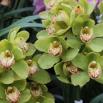 green orchid flower: Varieties, Natural Habitat, Care