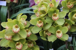green orchid flower: Varieties, Natural Habitat, Care