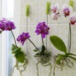 growing orchids without medium