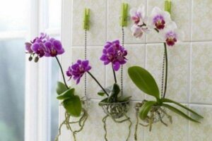 Growing Orchids Without Medium: Care, Pros, Cons (Best Ways)