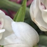 Peristeria Elata (Holy Ghost, Dove Orchid): Care (Guide)