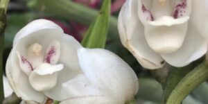 Peristeria Elata (Holy Ghost, Dove Orchid): Care (Guide)