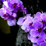 purple orchid flower: Varieties, Images, Habitat (Guide)