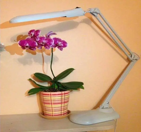 types of light for orchid