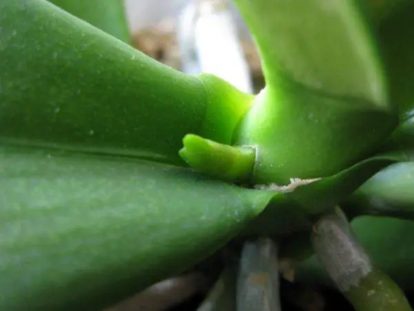 what does an orchid flower spike look like