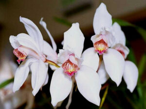 cymbidium erythrostylum orchid
