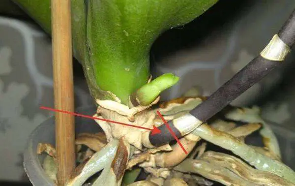 do you prune orchid dried out stems