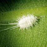 Home Remedy For Mealybugs On Orchids Treatment | 5 Best Ways