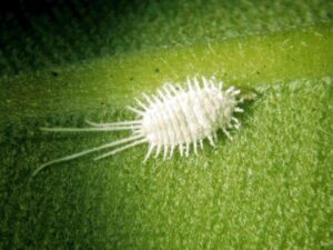 Home Remedy For Mealybugs On Orchids Treatment | 5 Best Ways