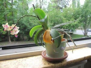 Why Orchid Drying Out Indoor? All Causes, Reasons, Prevention
