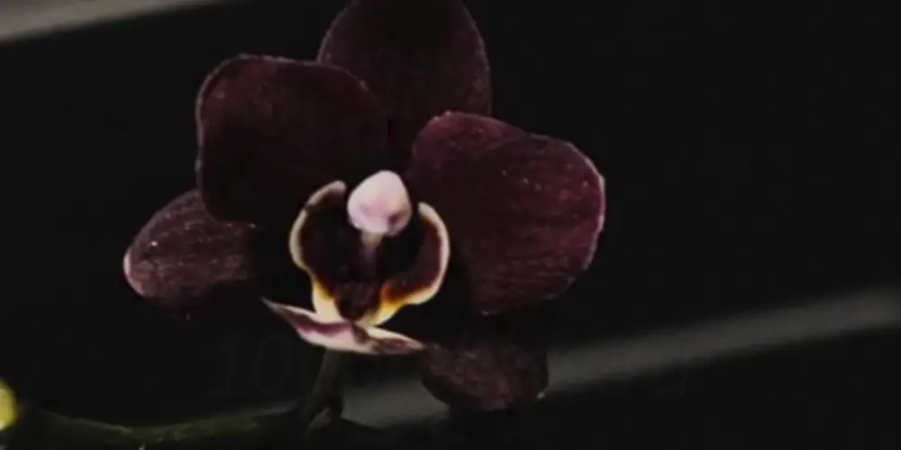 phalaenopsis black jack