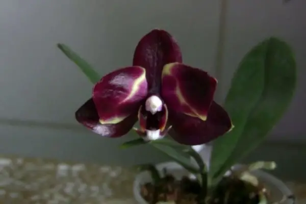 phalaenopsis naomi