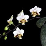 Phalaenopsis Stuartiana (Moth Orchid)