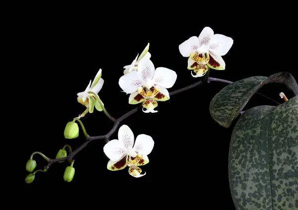 phalaenopsis stuartiana moth orchid