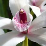 4 White Cymbidium Orchid Varieties and Photos with Care