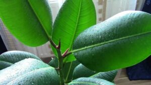 ficus benjamina not growing: Causes and Soltuion at home