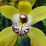 yellow cymbidium orchid