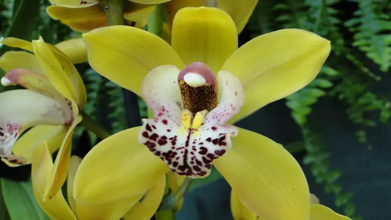 yellow cymbidium orchid