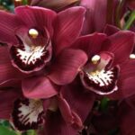 Burgundy Cymbidium (Atropurpureum) Orchid Flower Care Guide
