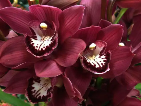 burgundy cymbidium atropurpureum orchid