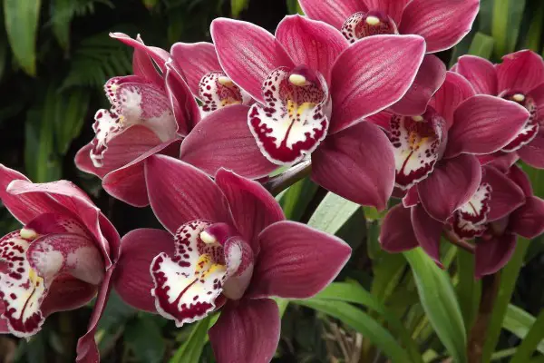 burgundy cymbidium orchid care