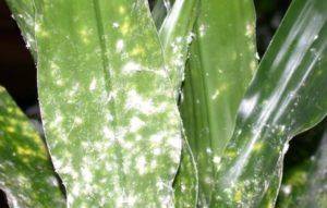 how do orchid get mealybugs