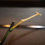 orchid stem dried out