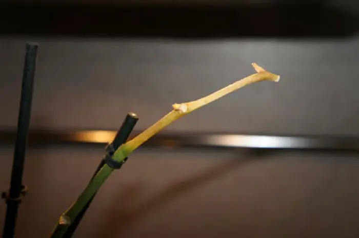 Why Orchid Stem Dried Out? (Flower Spike) Causes, Fix Guide