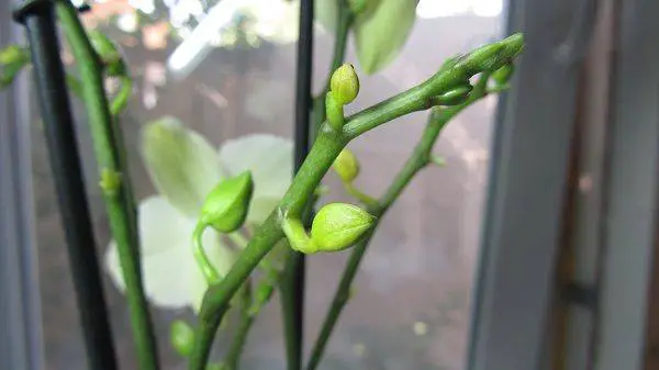 orchid stem vs spike
